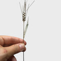 Spiga di Grano Decorativa - Argento 925